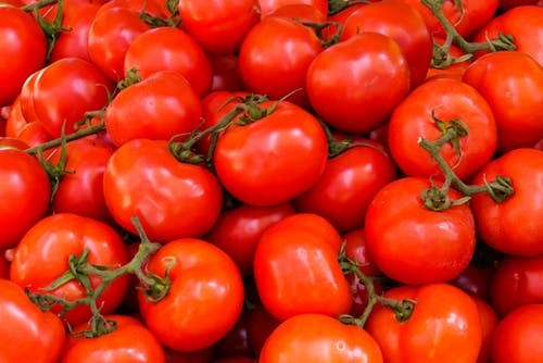 cold-wave-hits-hard-tomato-production-in-sarlahi